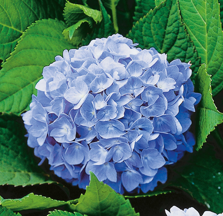 Trädgårdshortensia 'Nikko Blue' co 1-pack