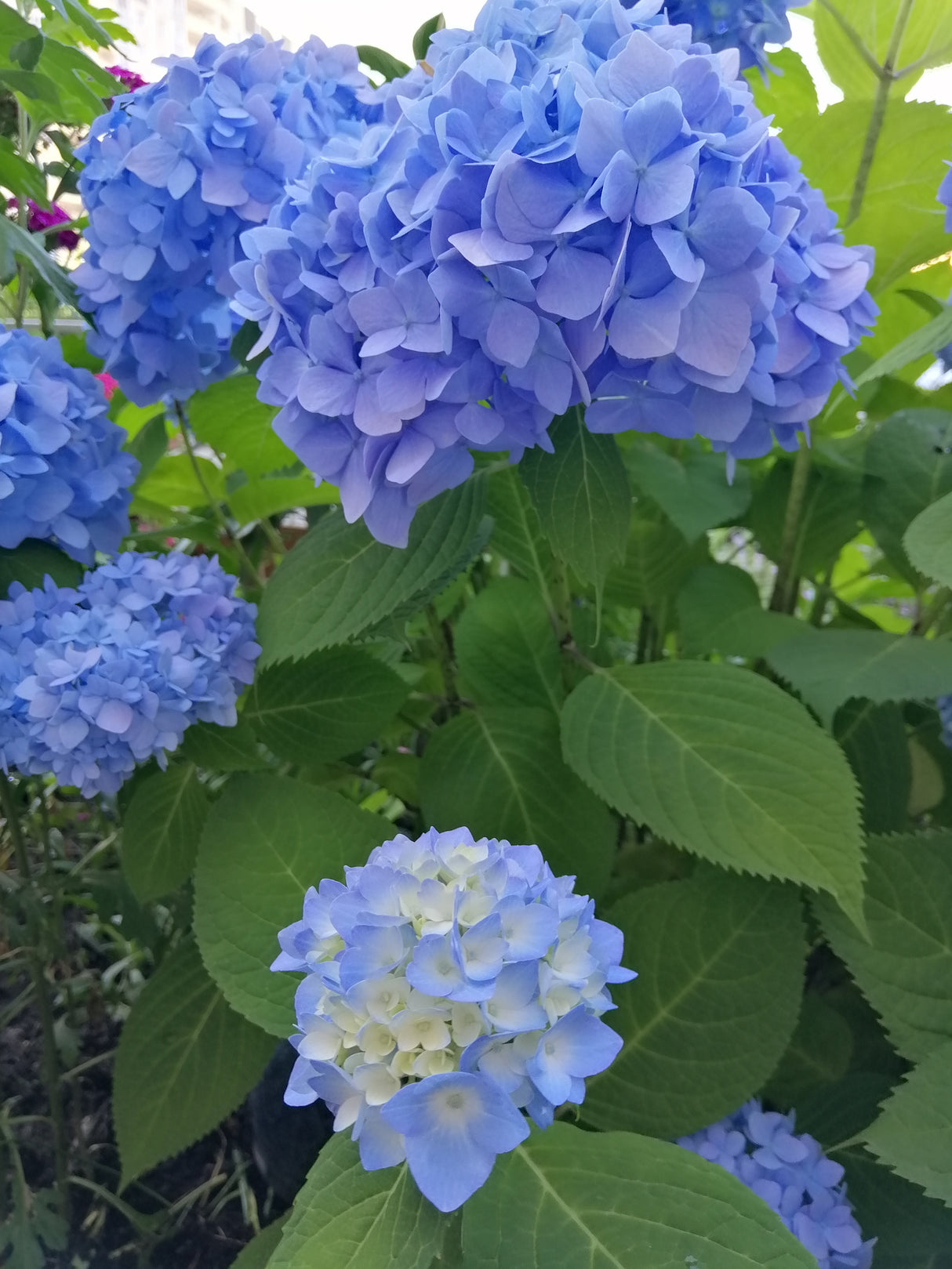 Trädgårdshortensia 'Nikko Blue' co 3-pack
