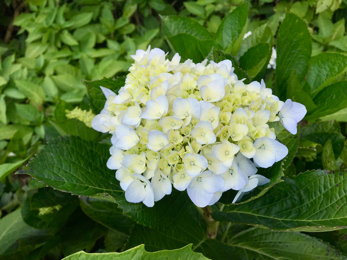 Hydrangea macrophylla THE BRIDE, 10-pack
