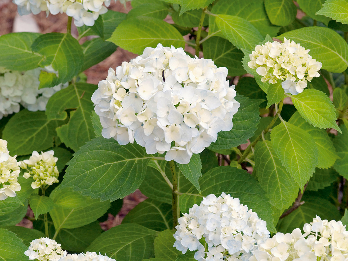 Hydrangea macrophylla THE BRIDE, 10-pack