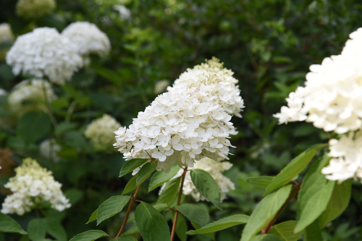 Vipphortensia 'Grandiflora' co 5-pack