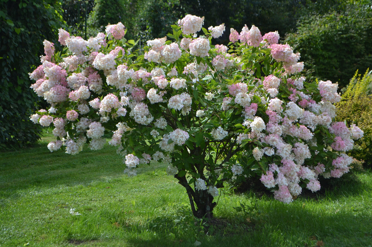 Vipphortensia 'Grandiflora' co 1-pack