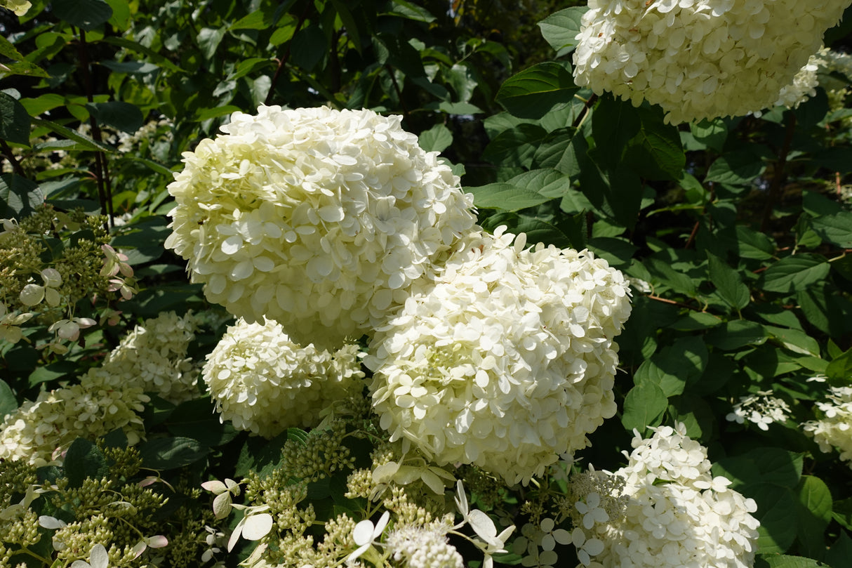 Vipphortensia 'Grandiflora' co 1-pack