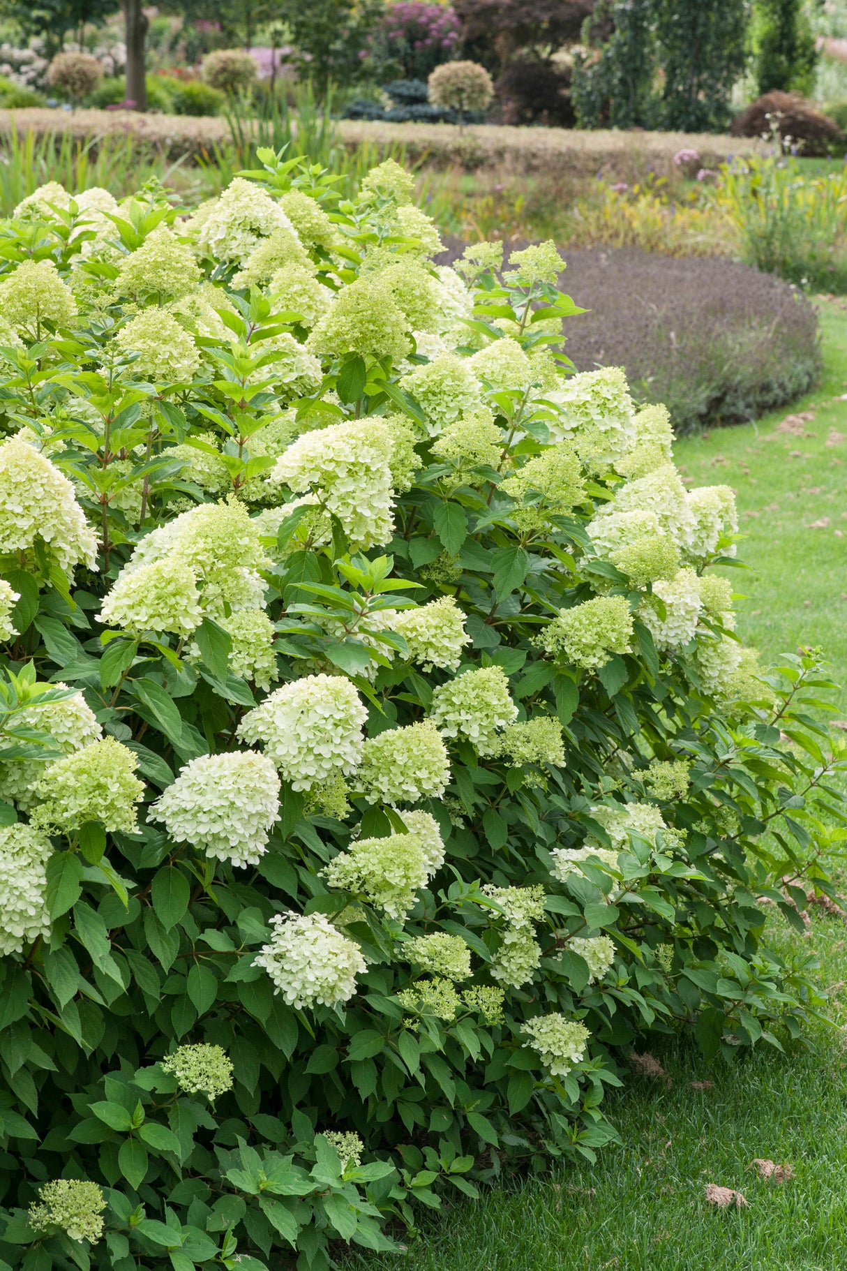 Vipphortensia 'Limelight' co 5-pack