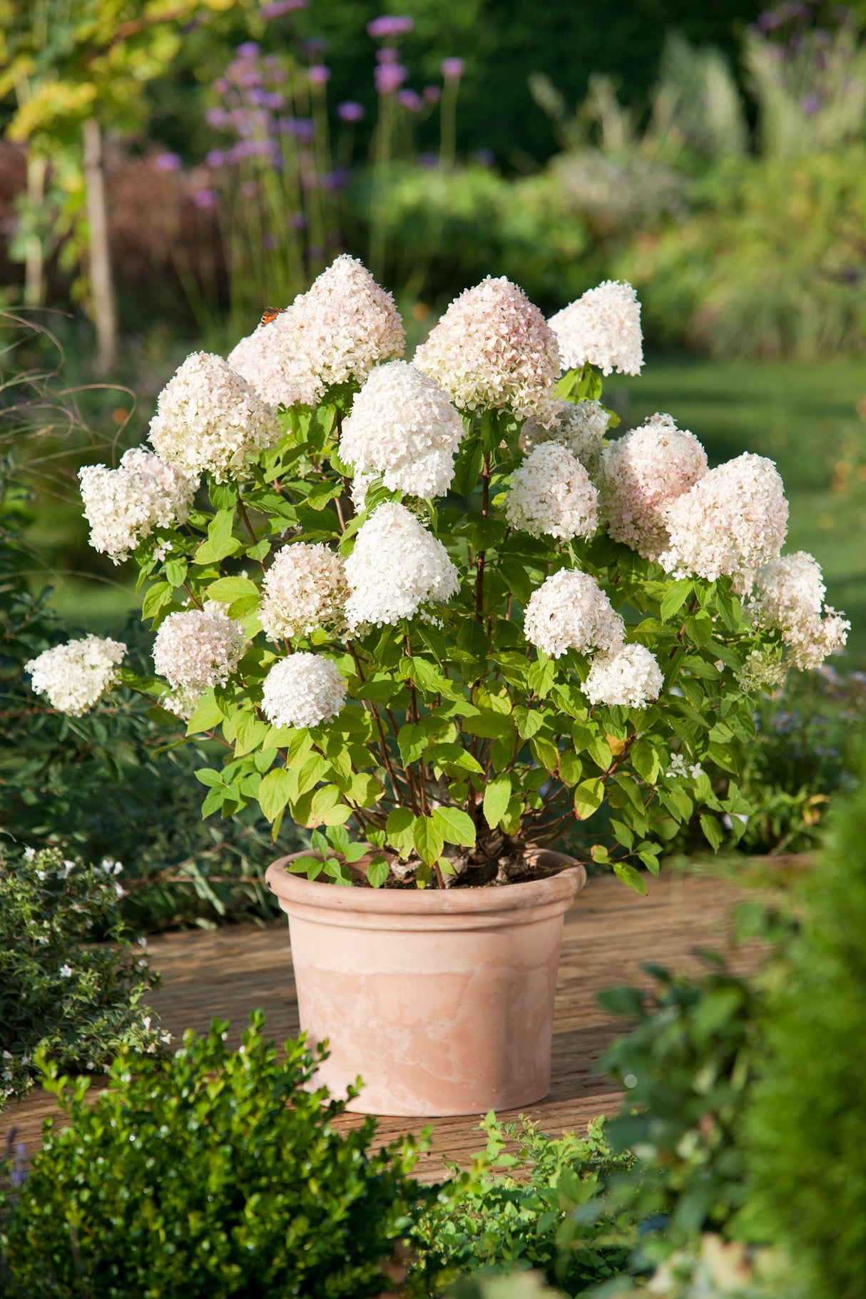 Vipphortensia 'Limelight' co 3-pack