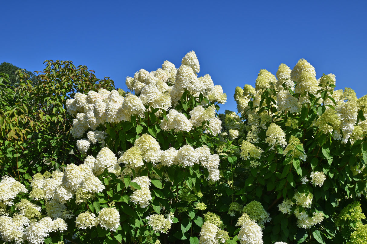 Vipphortensia 'Limelight' co 5-pack