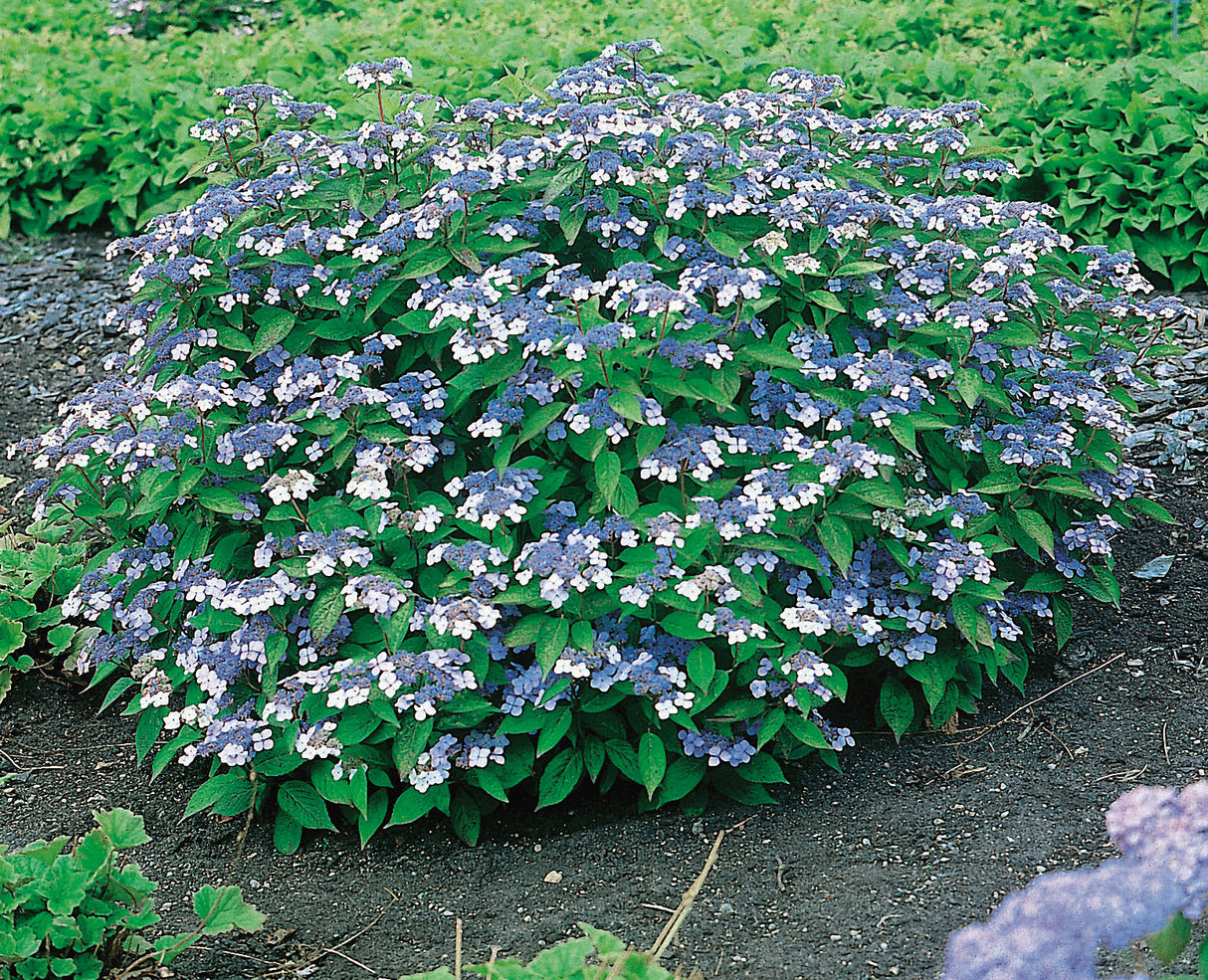 Purpurhortensia 'Bluebird' co 1-pack