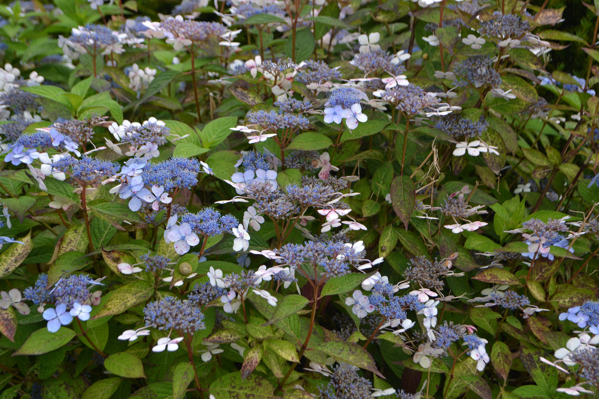Purpurhortensia 'Bluebird' co 10-pack