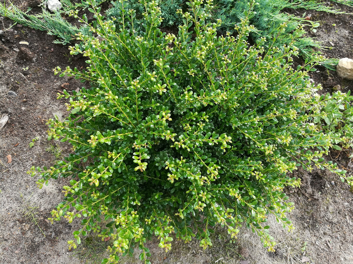 Ilex crenata 'Convexa', 5-pack
