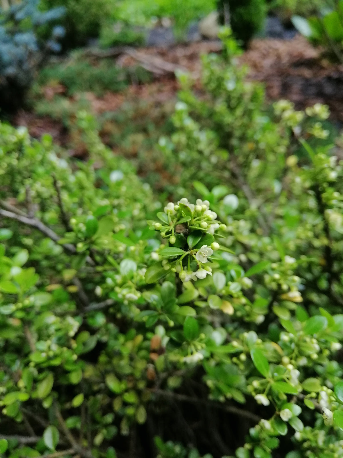 Ilex crenata 'Convexa', 3-pack
