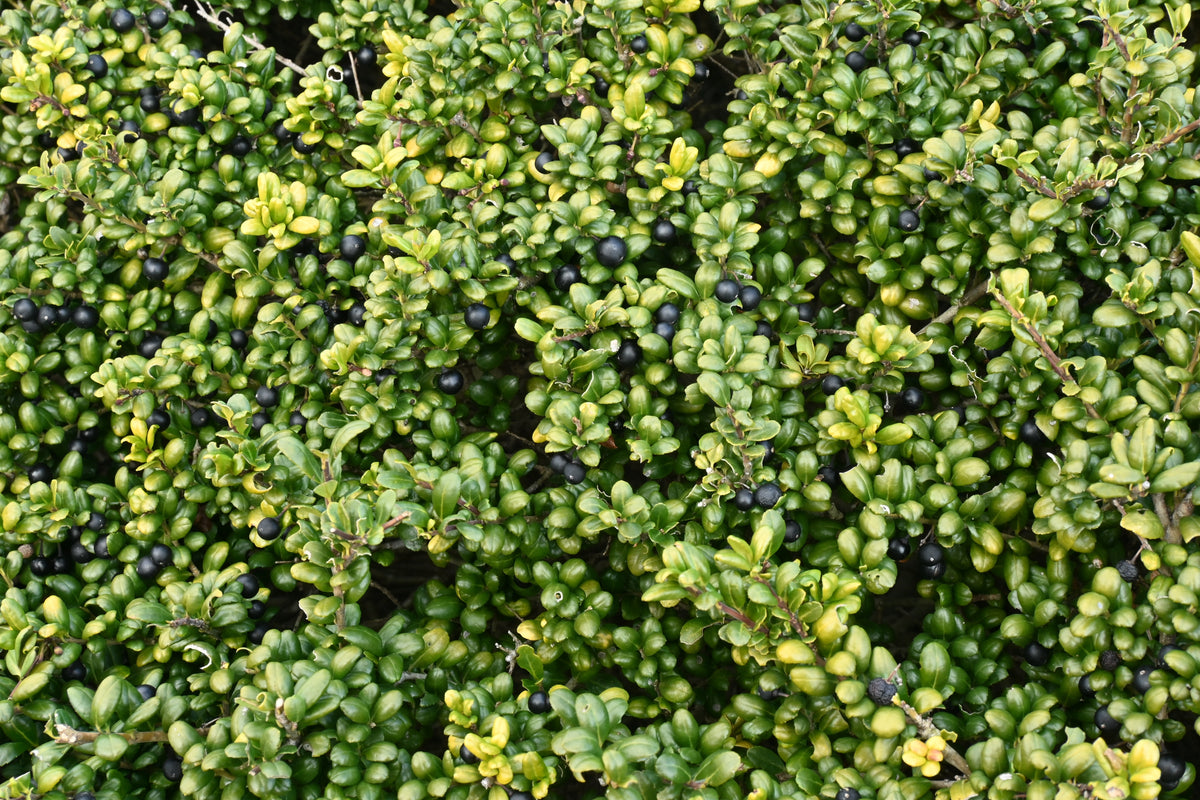 Ilex crenata 'Convexa', 3-pack