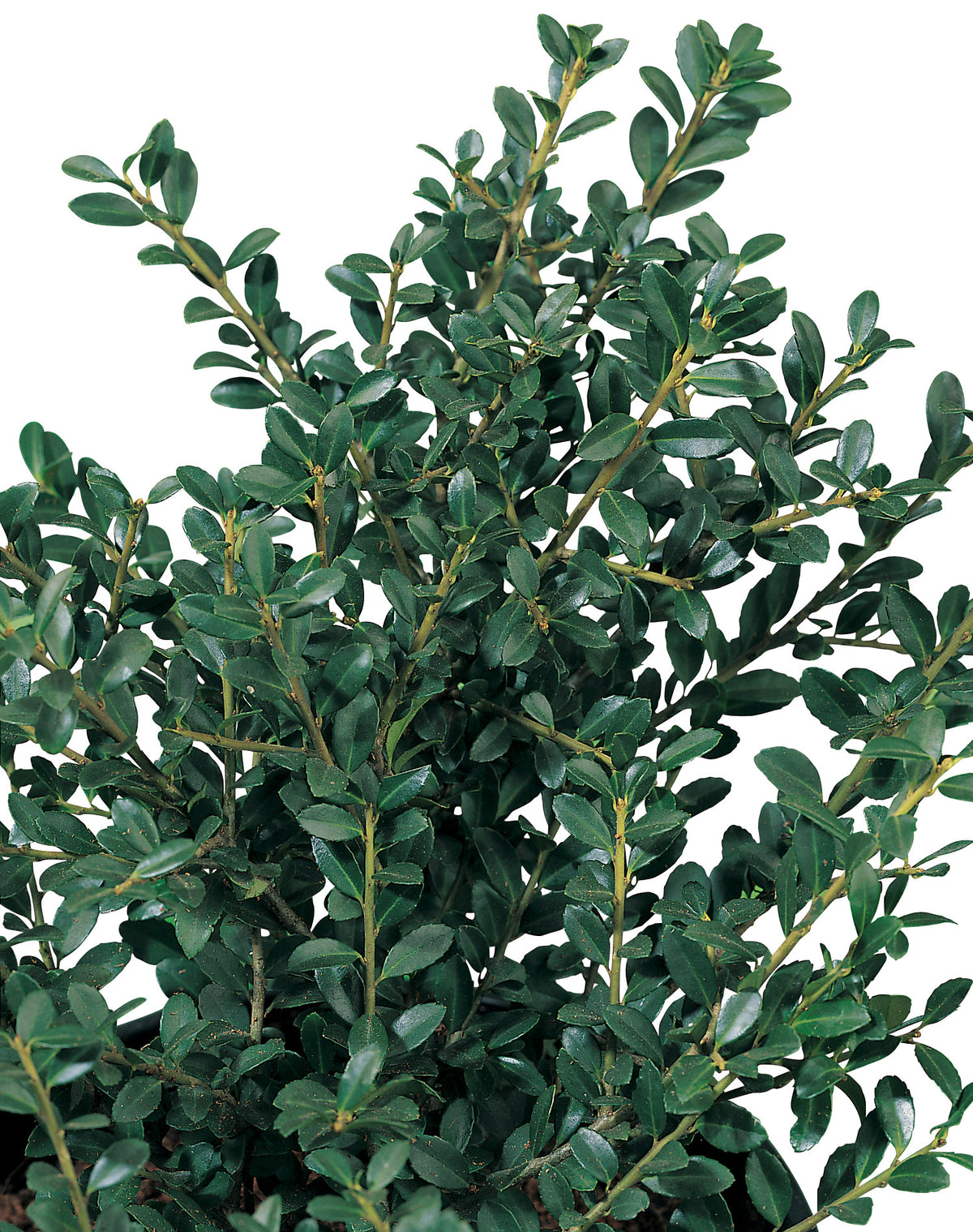 Ilex crenata DARK GREEN, 5-pack
