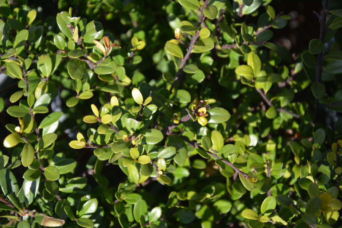 Ilex crenata DARK GREEN, 3-pack