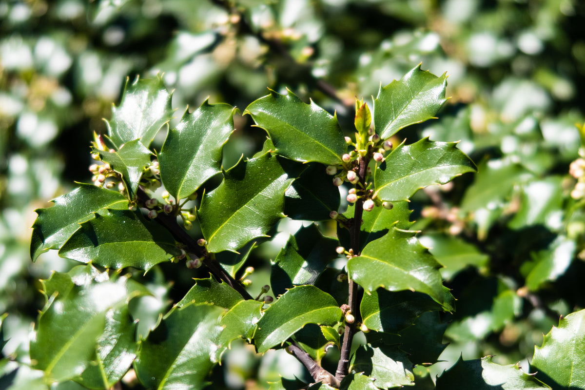 Ilex meserveae 'Blue Princess', 10-pack