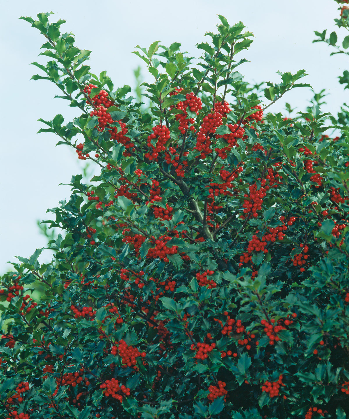 Ilex meserveae 'Blue Princess', 5-pack