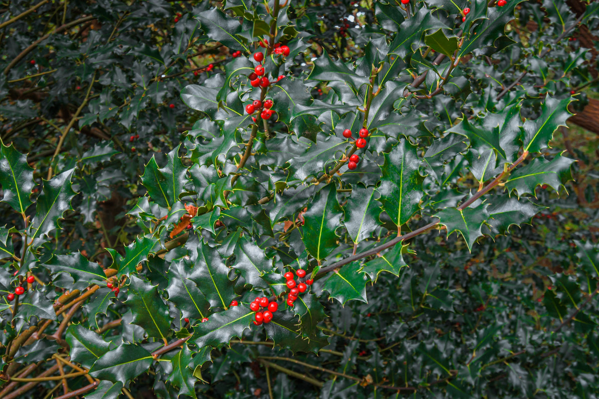 Ilex meserveae 'Blue Princess', 5-pack
