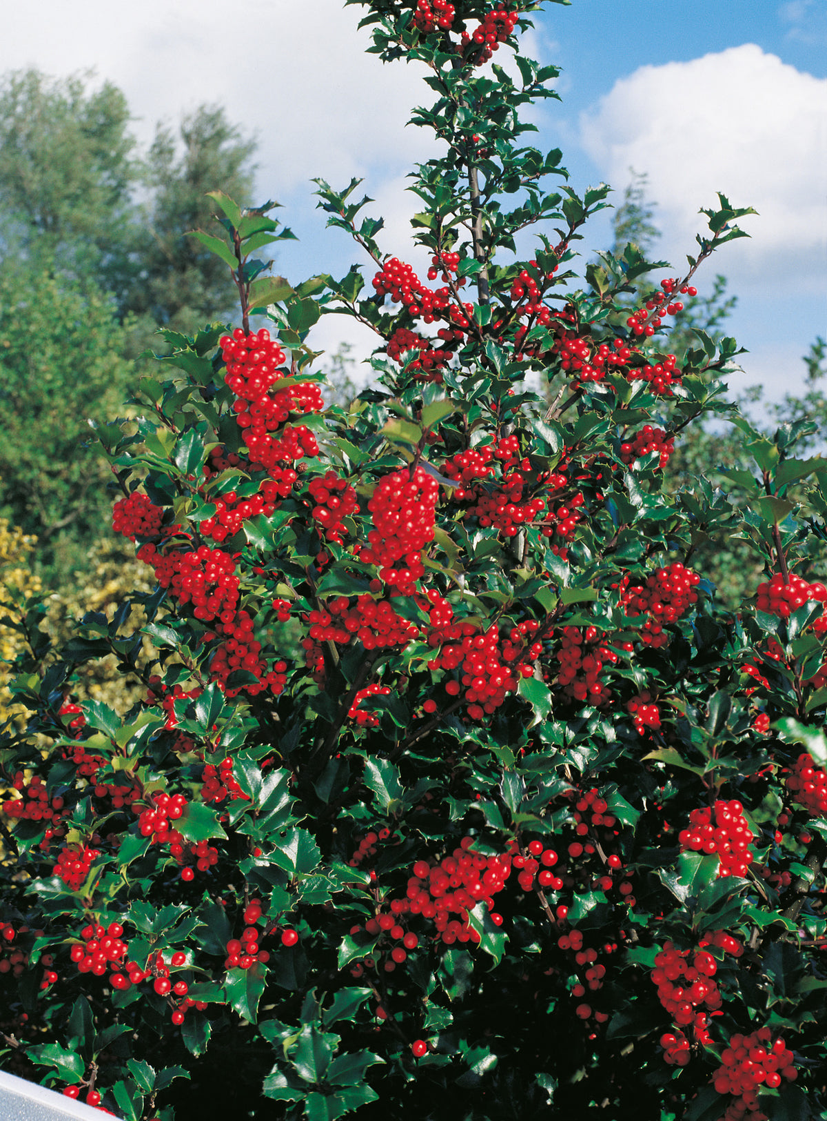 Ilex meserveae 'Blue Princess', 3-pack