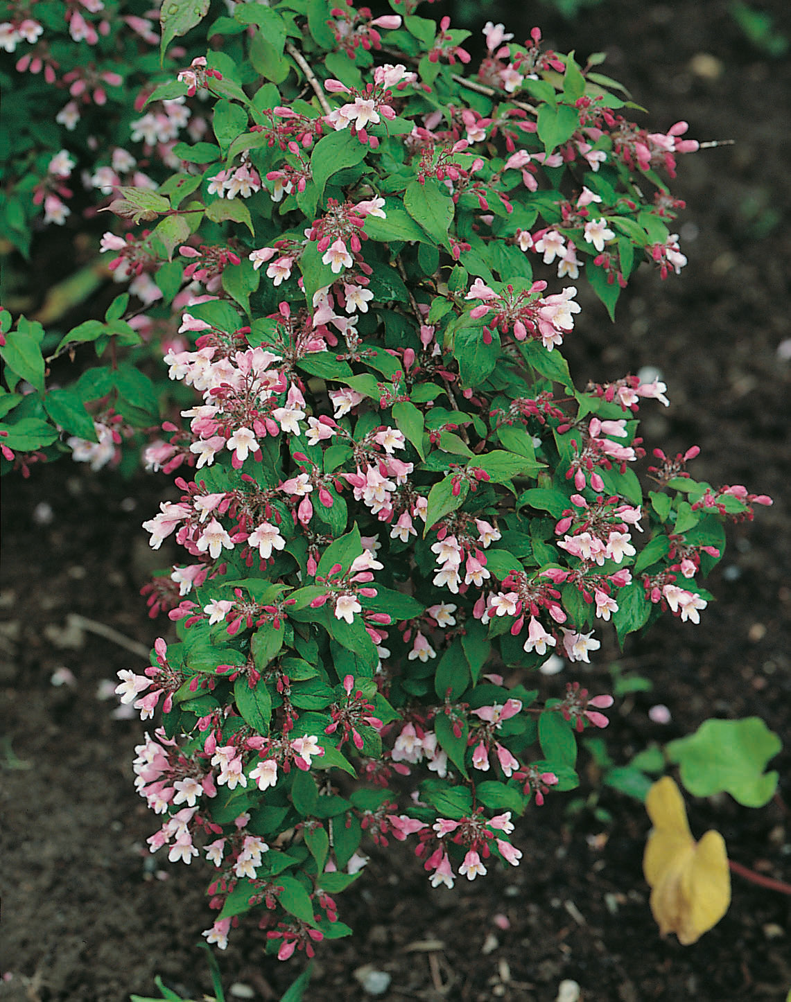 Paradisbuske 'Pink Cloud' co 1-pack