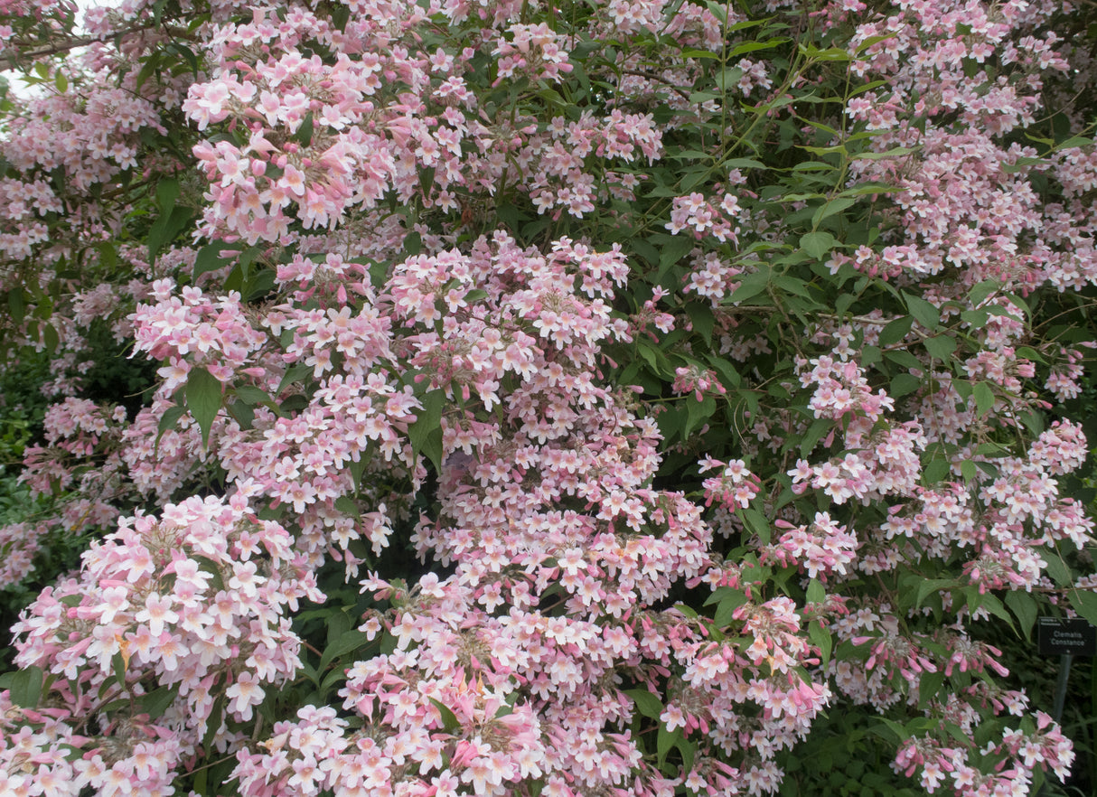 Paradisbuske 'Pink Cloud' co 10-pack