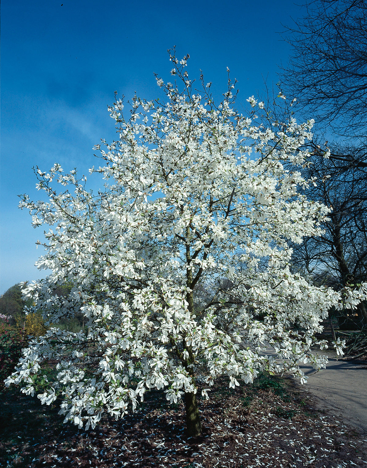 Magnolia kobus, 1-pack