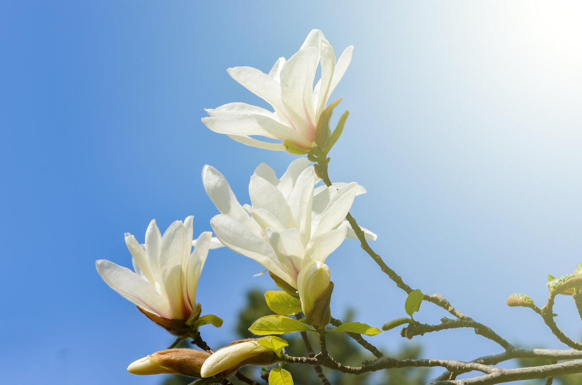 Magnolia kobus, 3-pack