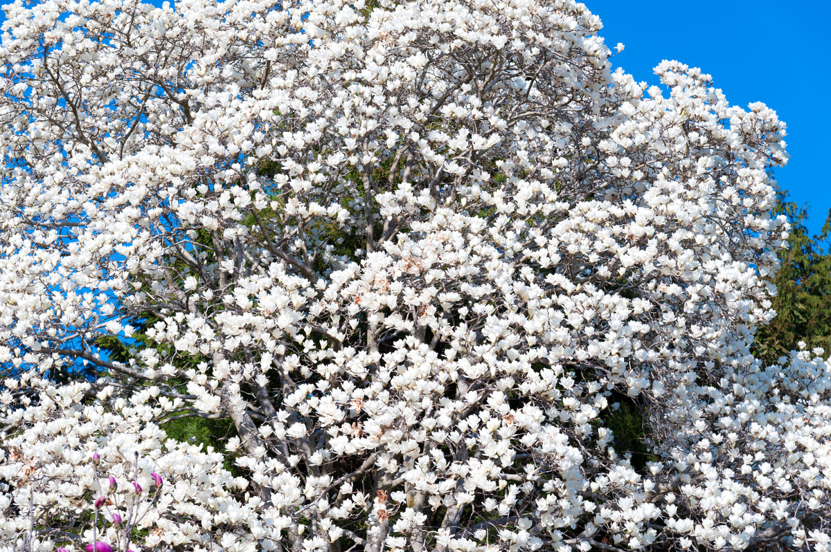Magnolia kobus, 1-pack