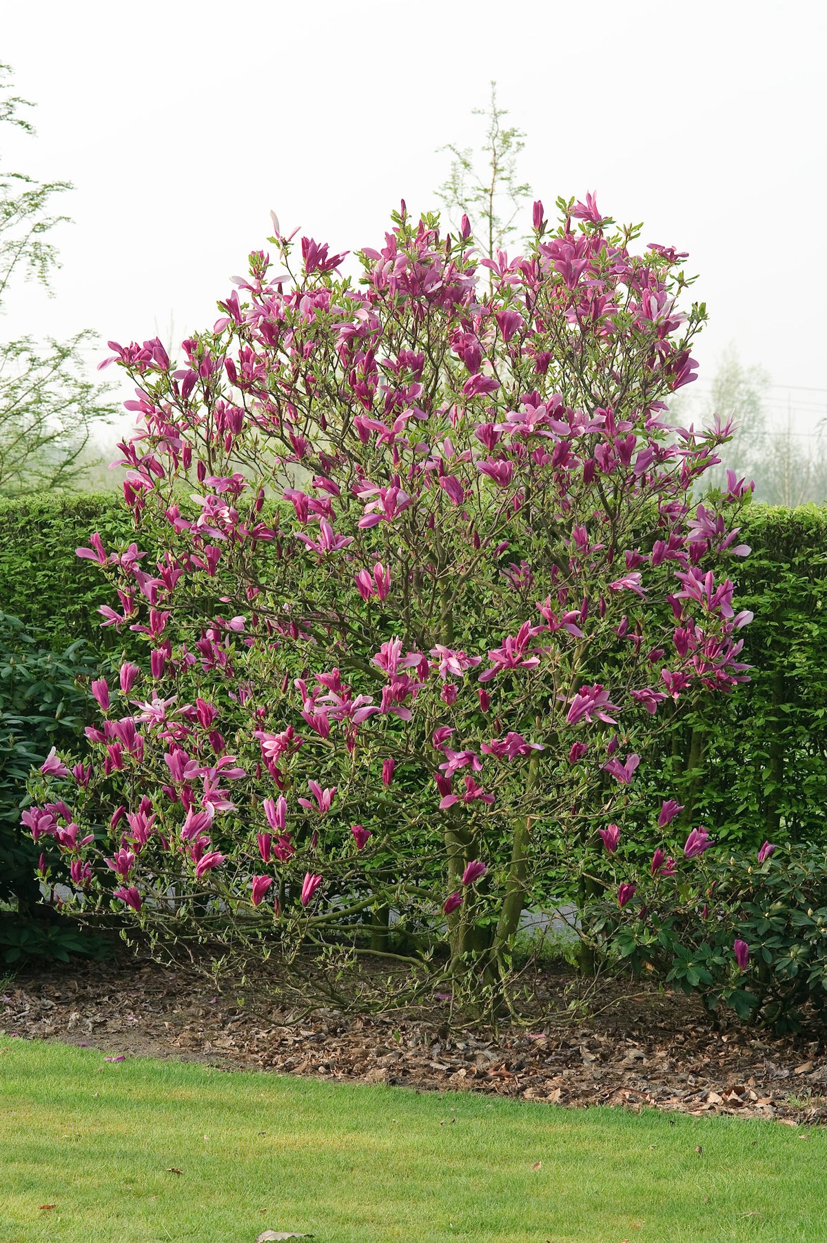 Magnolia 'Susan', 1-pack