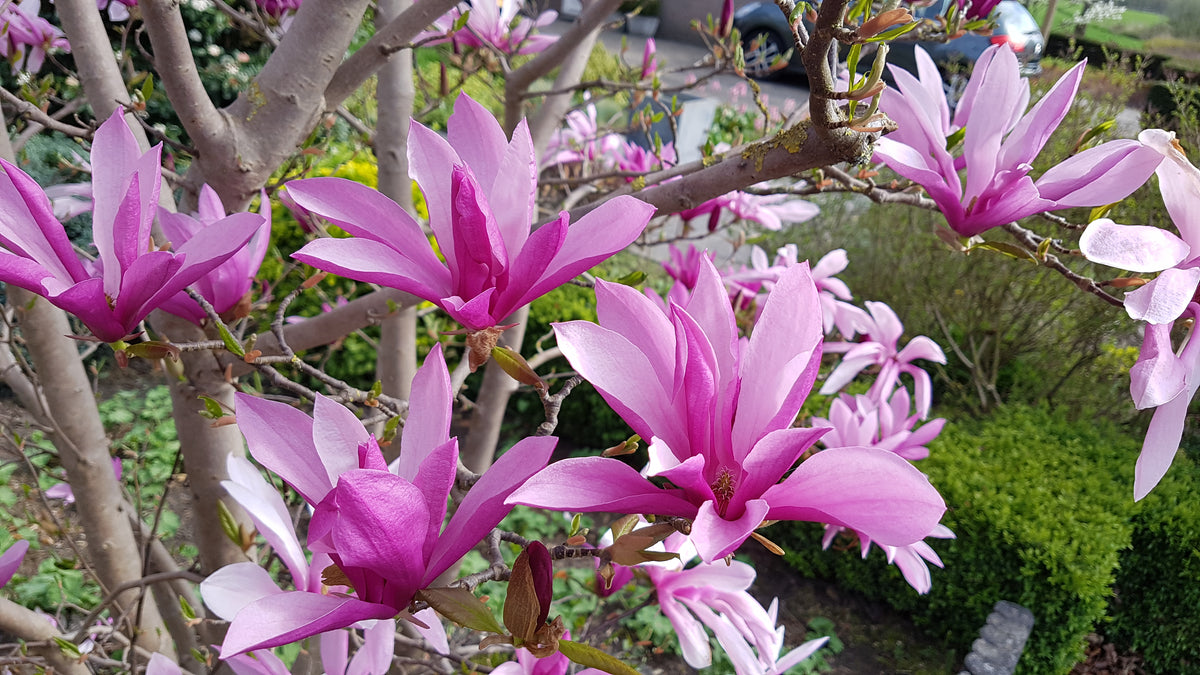 Magnolia 'Susan', 3-pack