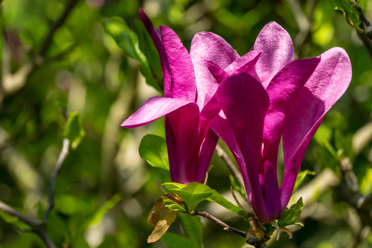 Magnolia 'Susan', 3-pack