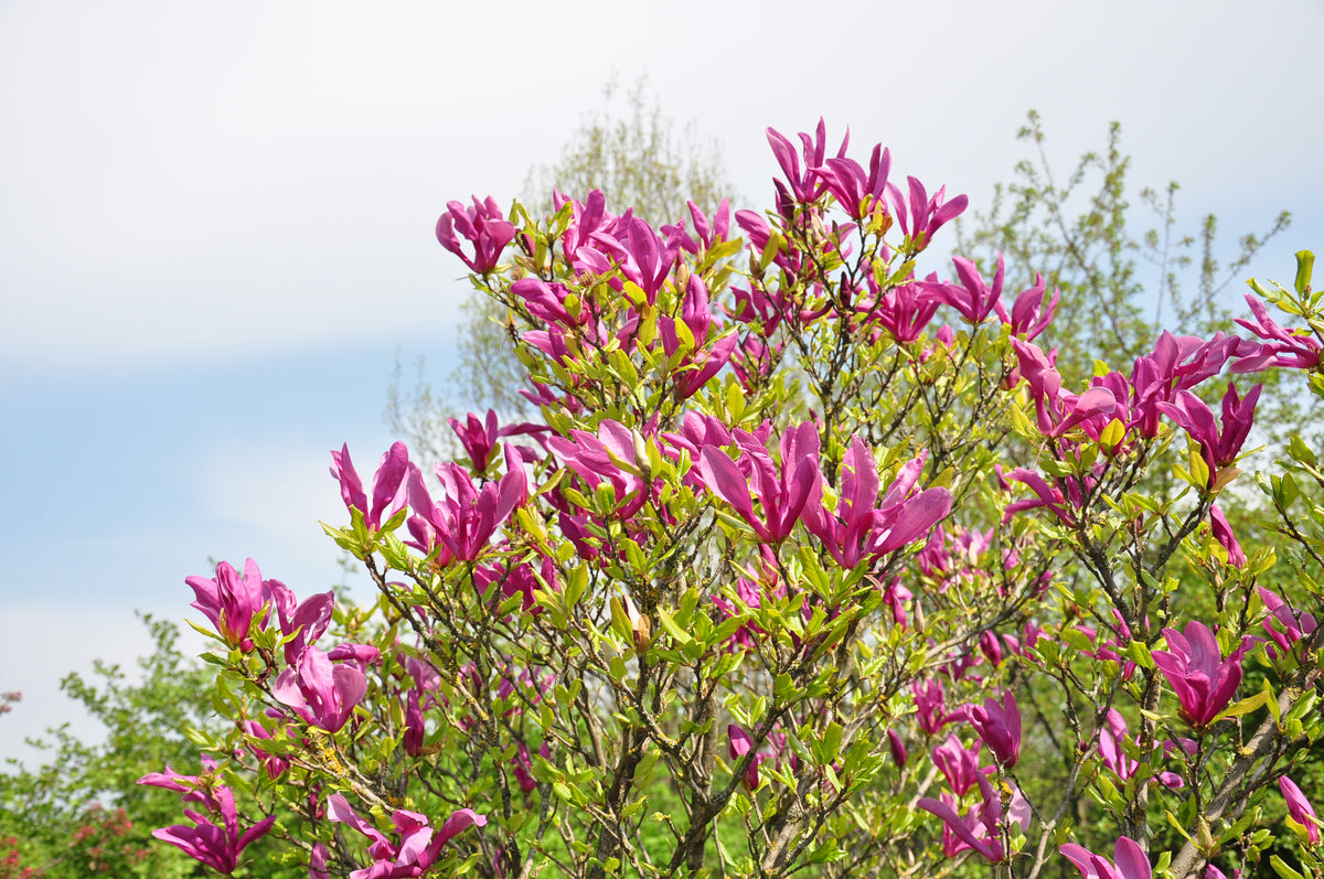 Magnolia 'Susan', 3-pack