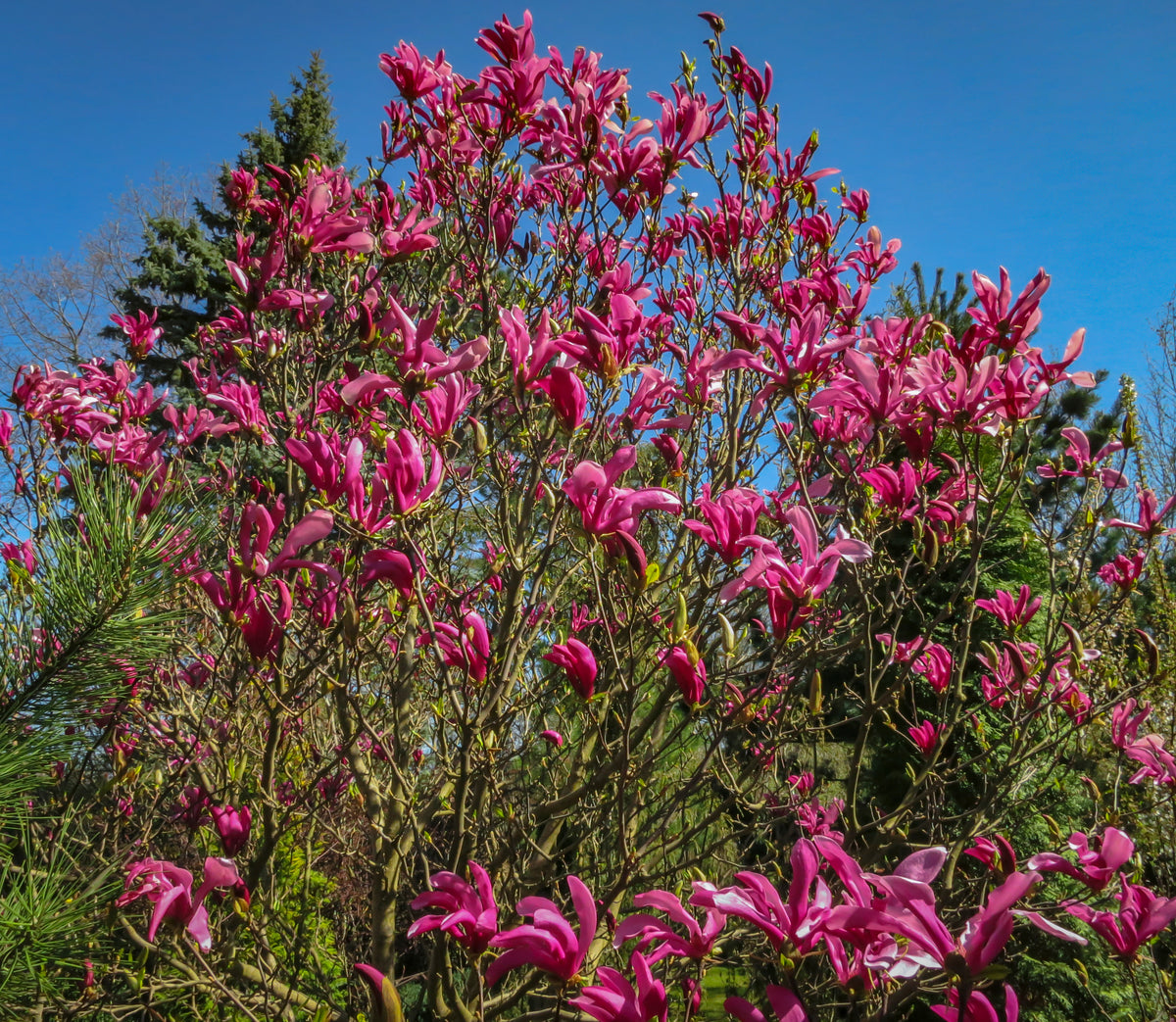 Magnolia 'Susan', 3-pack