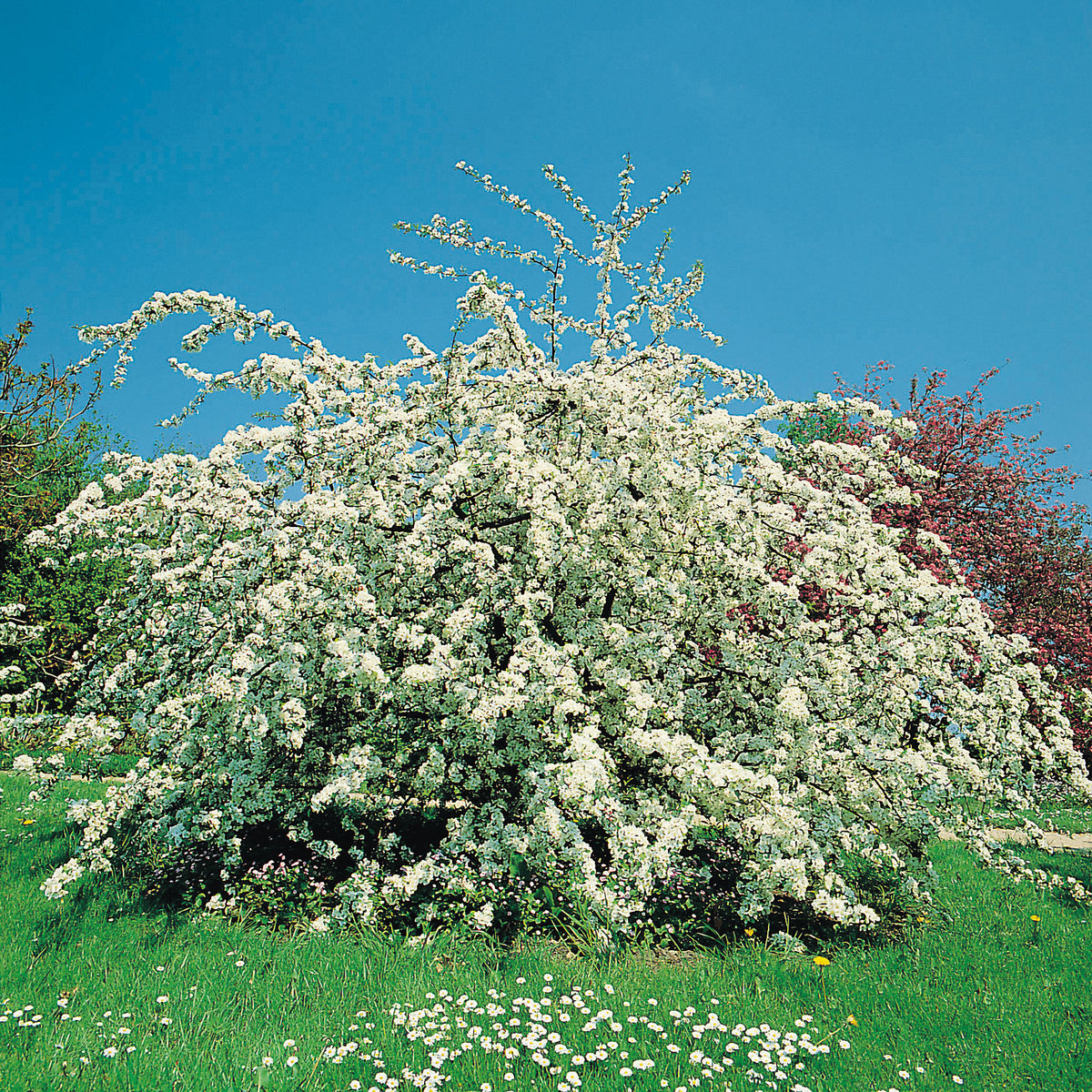 Malus toringo var. sargentii , 5-pack