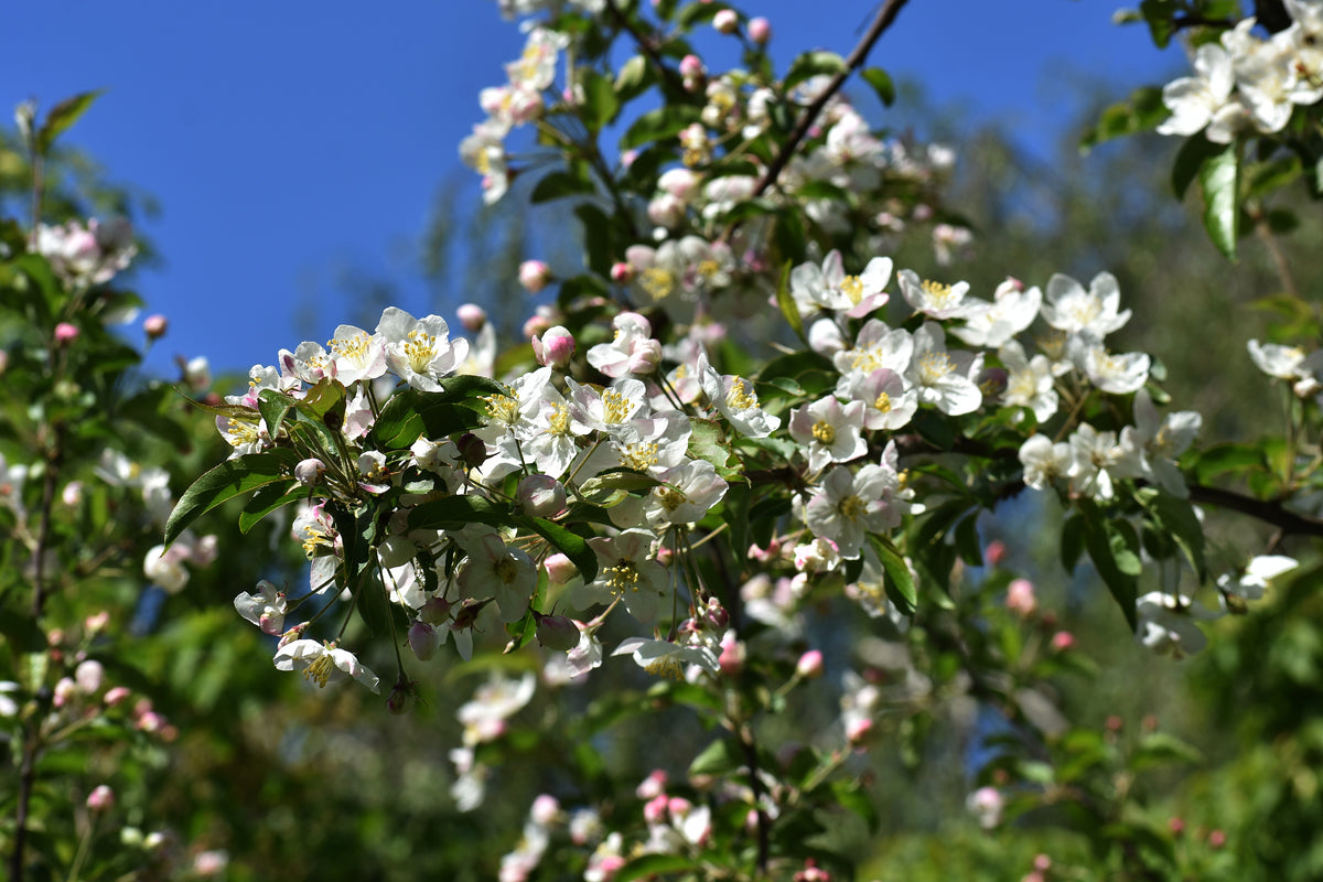 Malus toringo var. sargentii , 5-pack