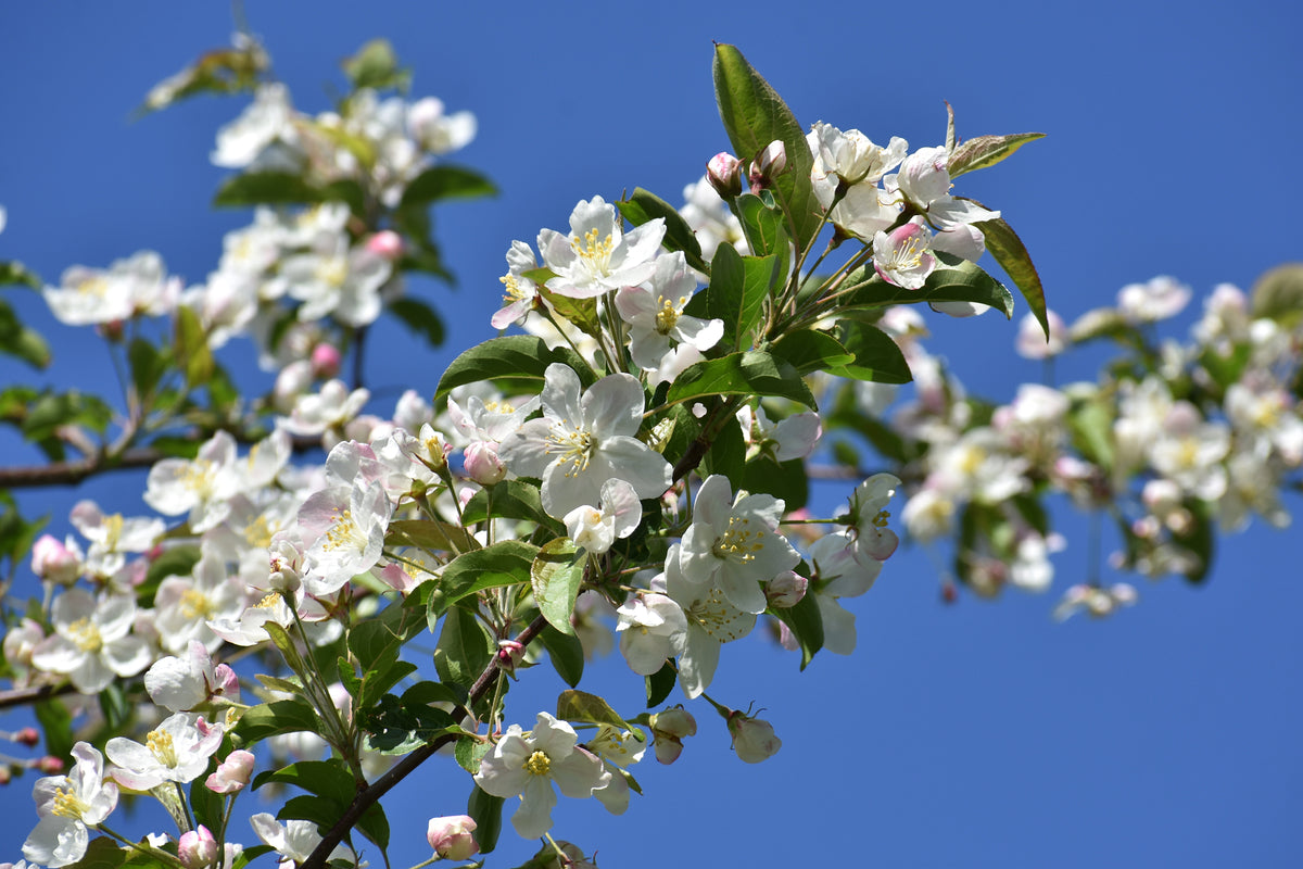 Malus toringo var. sargentii , 5-pack