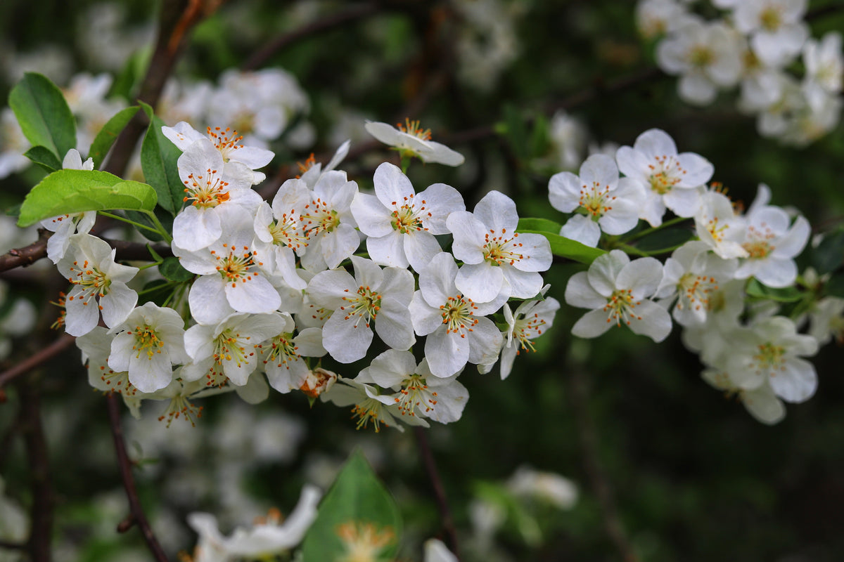 Malus toringo var. sargentii , 10-pack