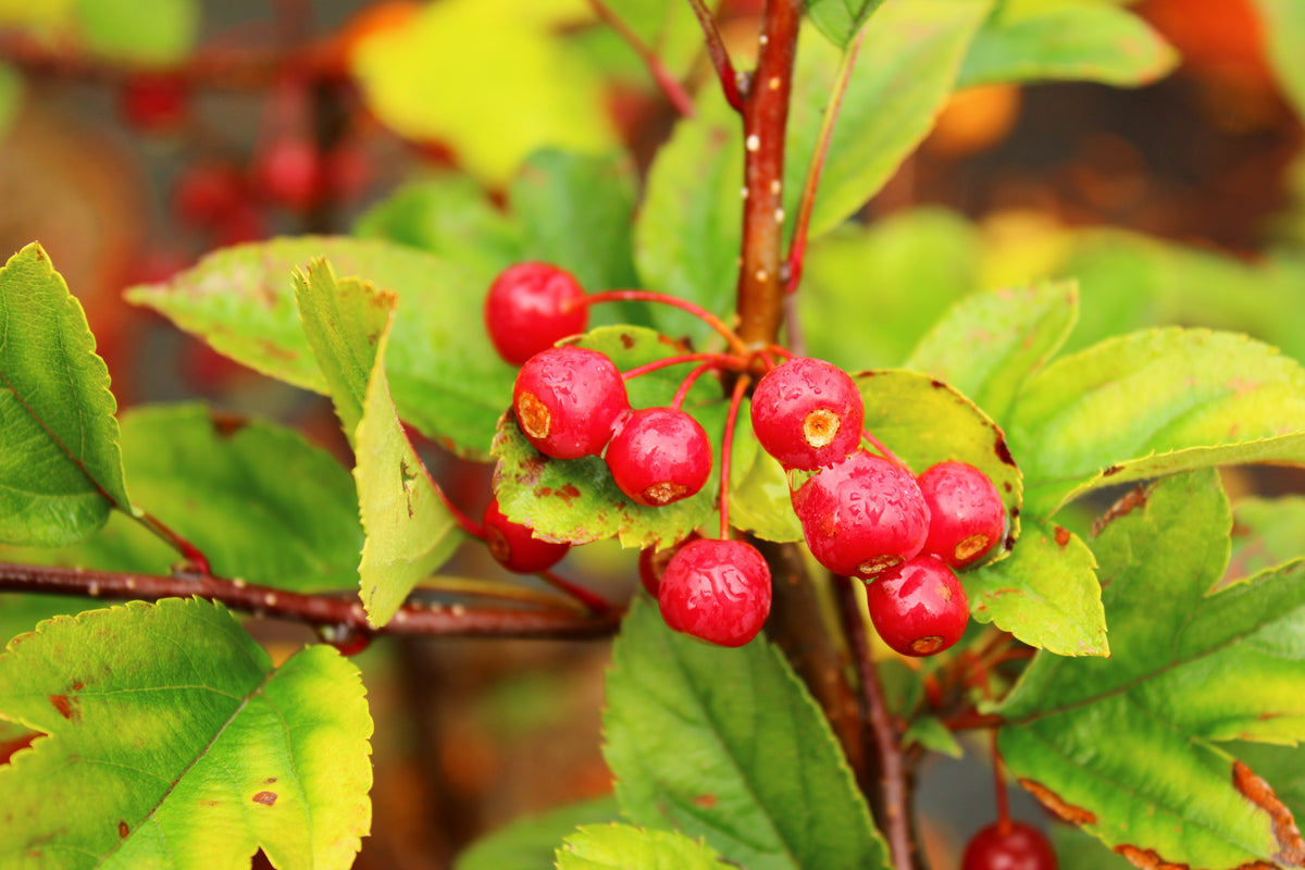 Malus toringo var. sargentii , 10-pack