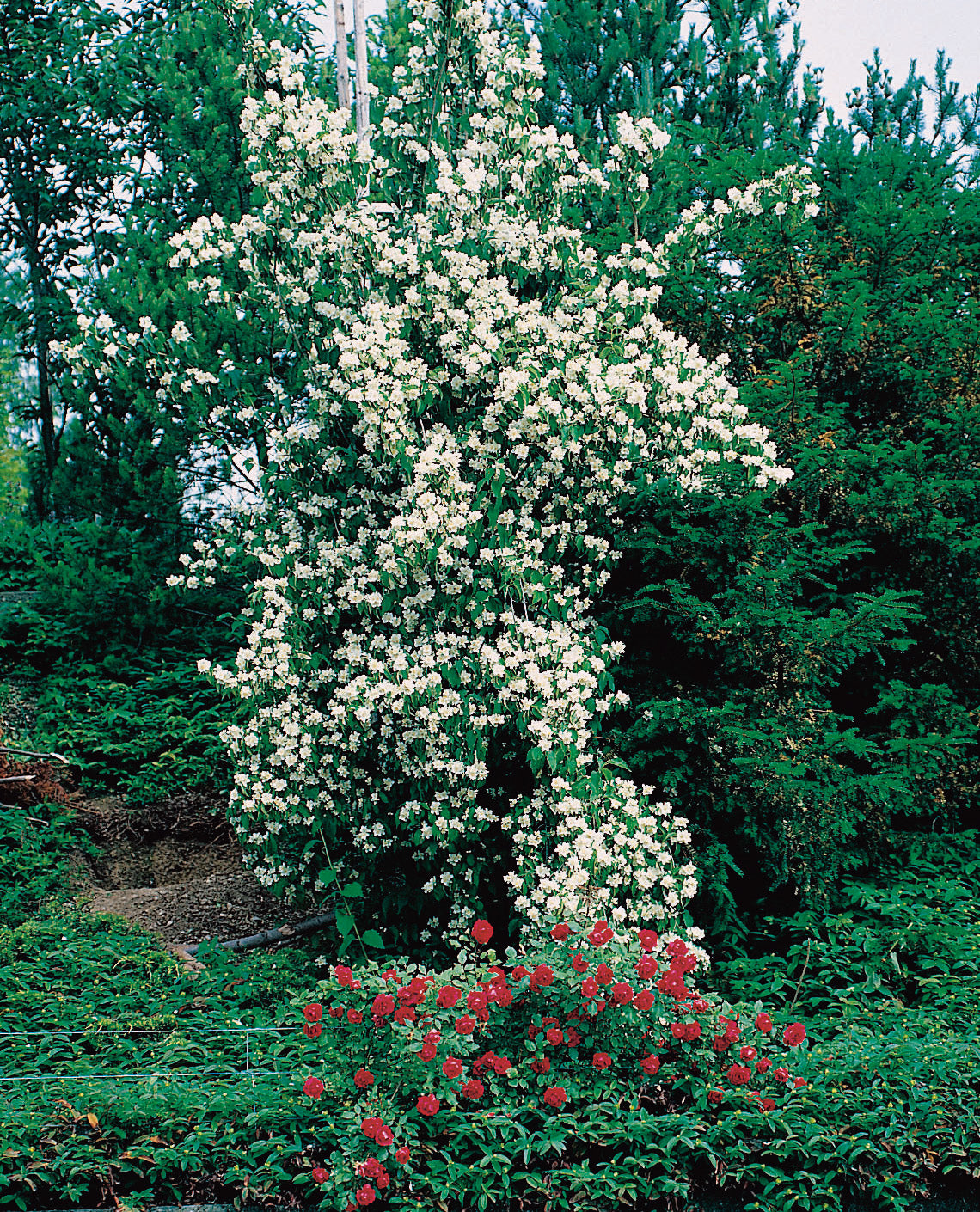 Philadelphus coronarius 'Finn', 10-pack
