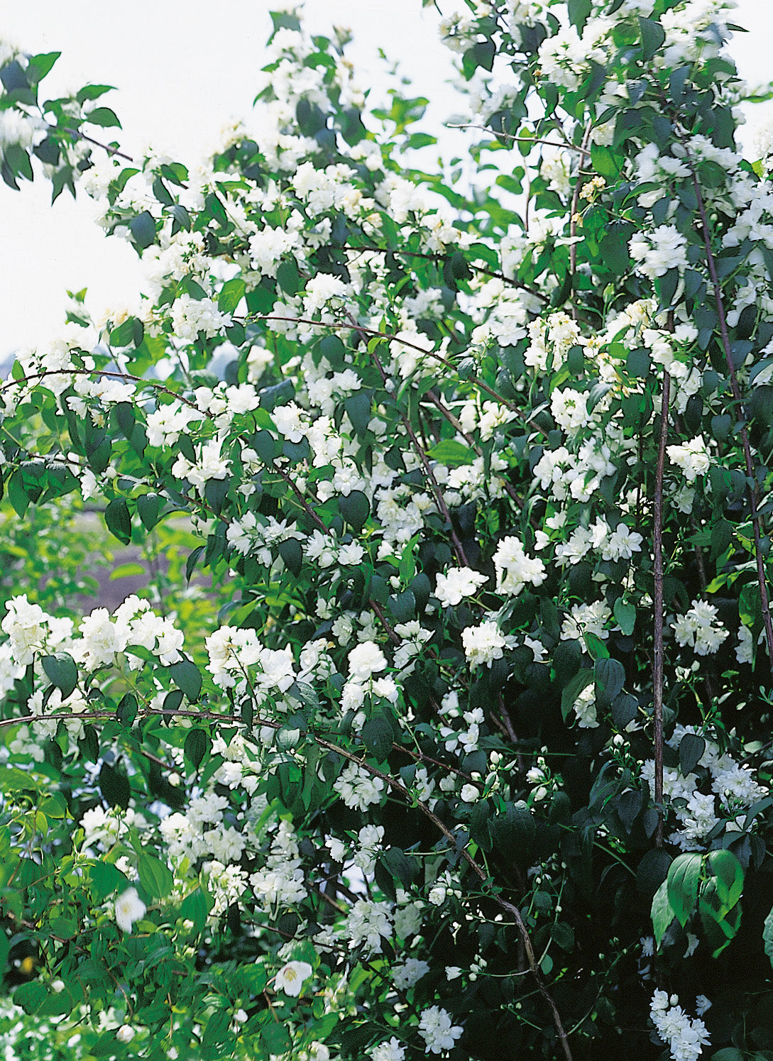 Philadelphus (Virginalis-Gruppen) 'Virginal', 1-pack