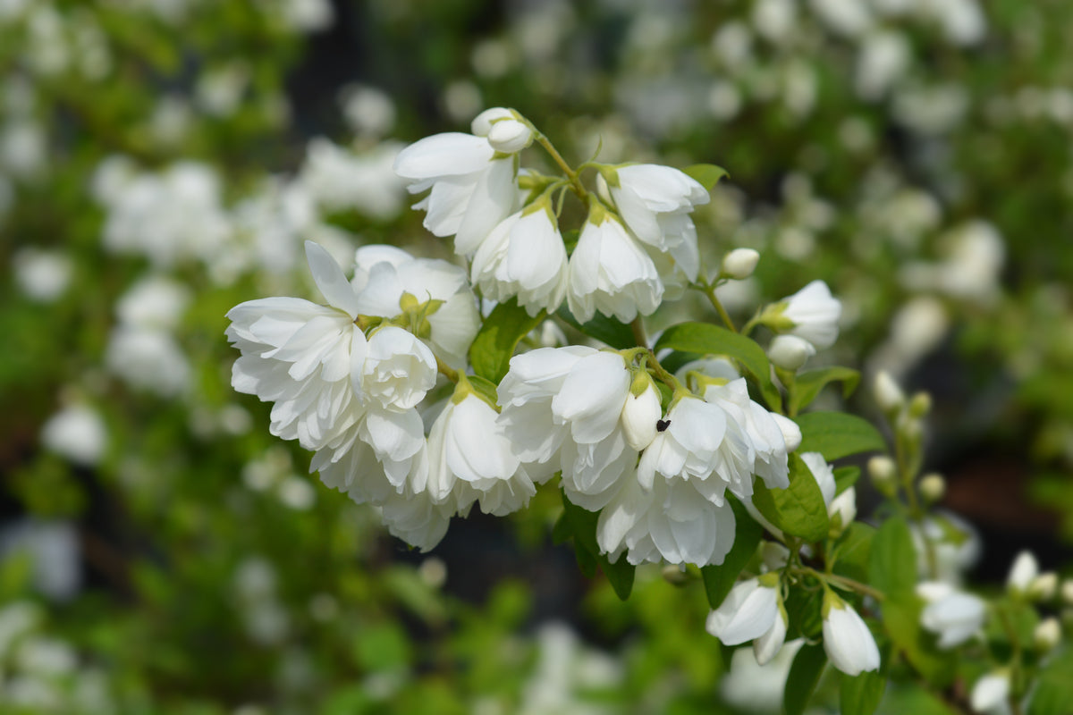 Philadelphus (Virginalis-Gruppen) 'Virginal', 1-pack