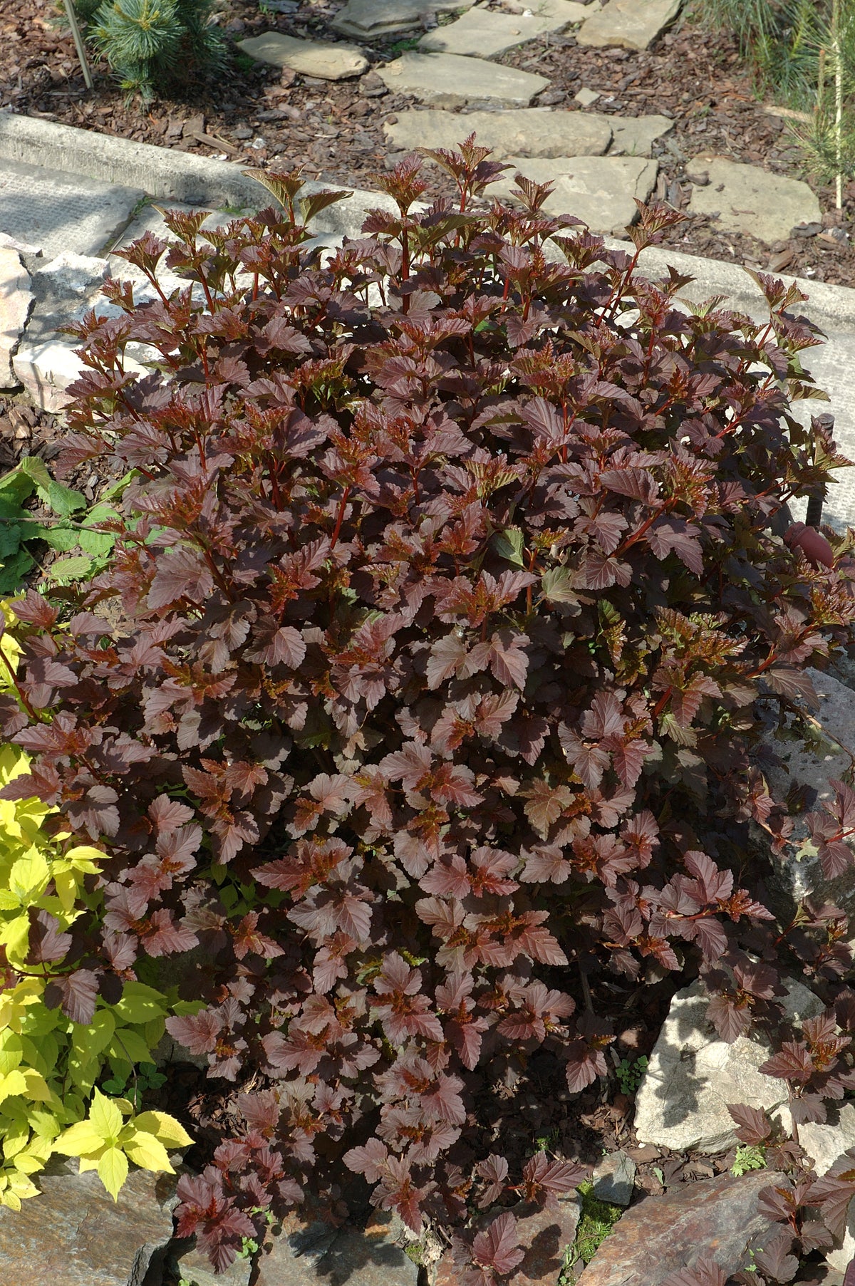 Physocarpus opulifolius 'Diabolo', 10-pack