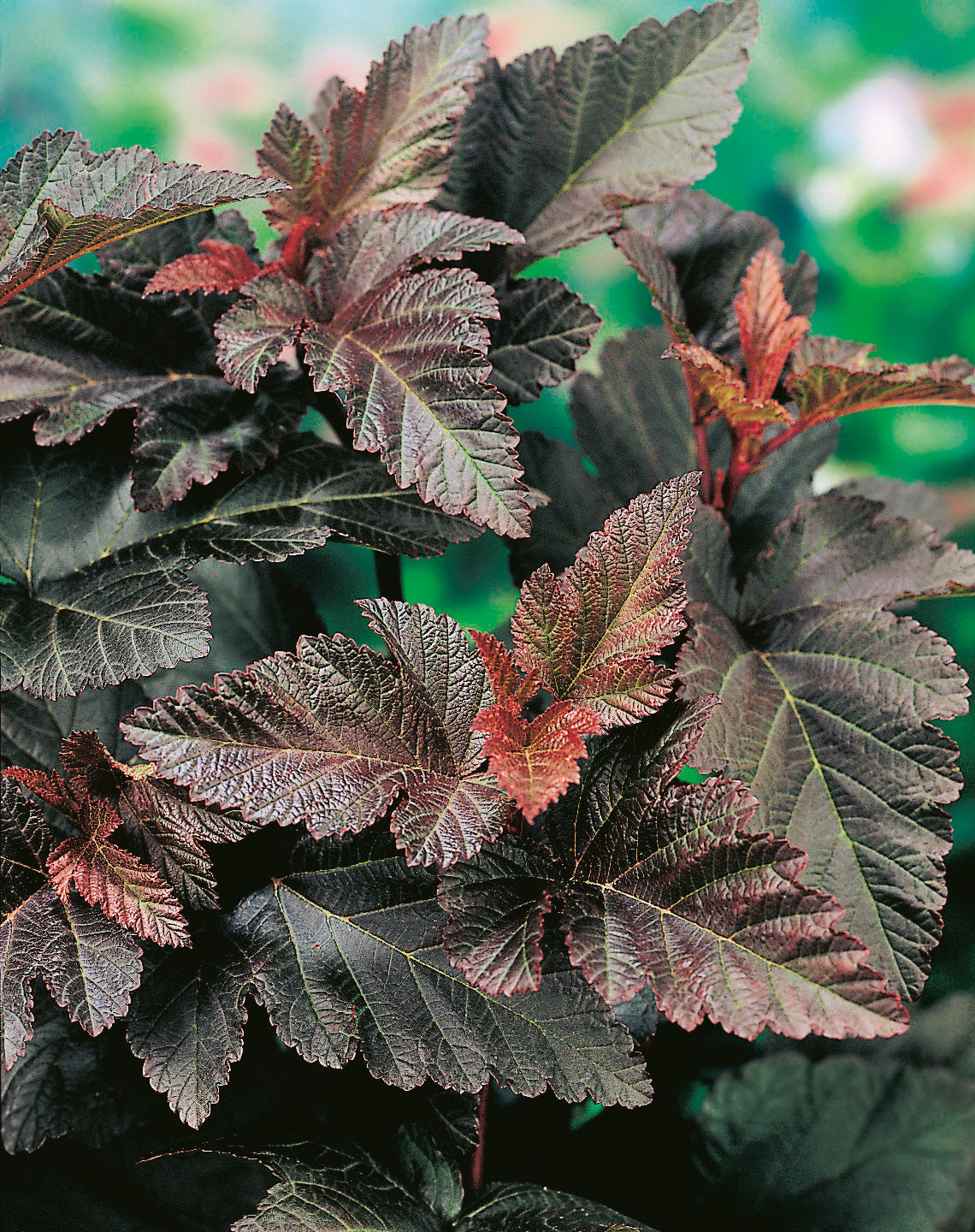 Physocarpus opulifolius 'Diabolo', 5-pack