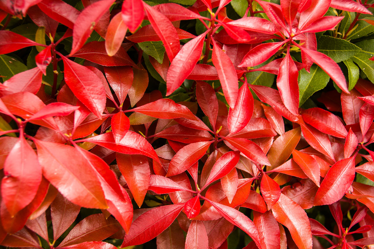 Pieris japonica Mountain Fire, 1-pack