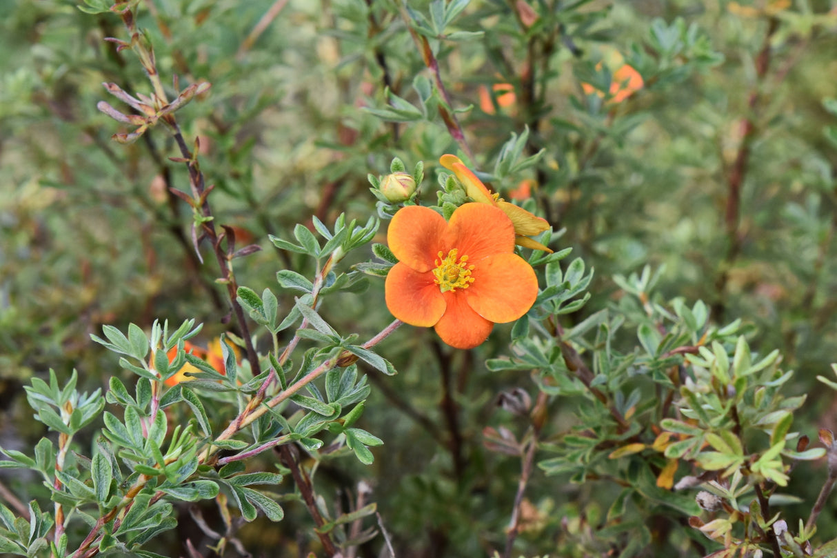 Trädgårdstok 'Hopleys Orange' co 1-pack