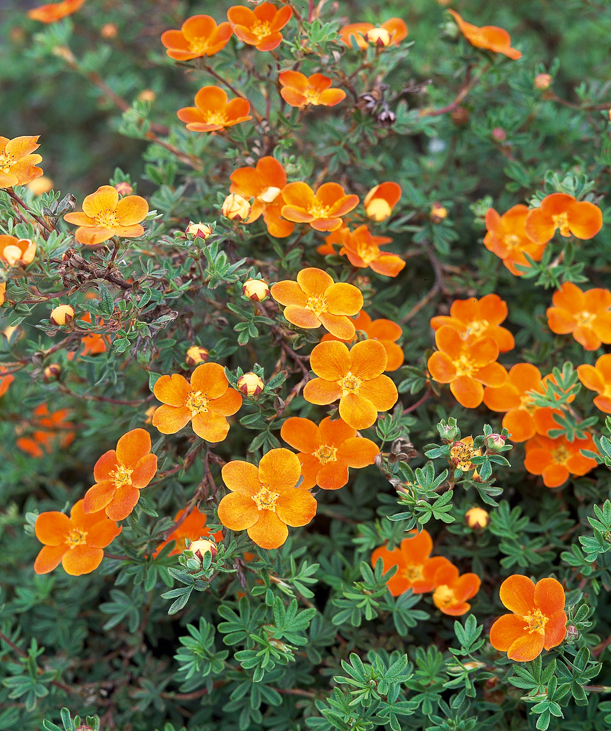 Trädgårdstok 'Hopleys Orange' co 3-pack