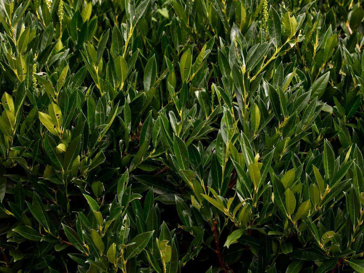 Prunus laurocerasus 'Otto Luyken', 3-pack