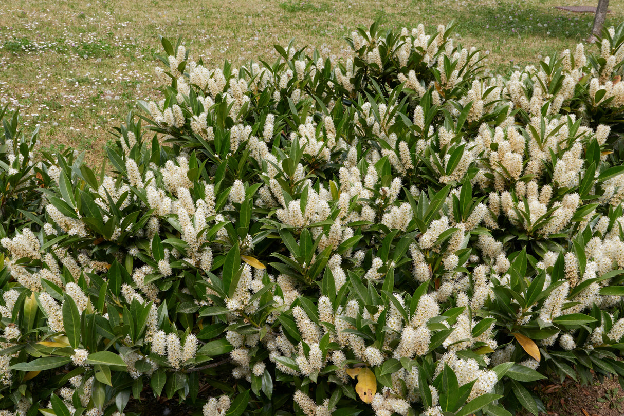 Prunus laurocerasus 'Otto Luyken', 10-pack