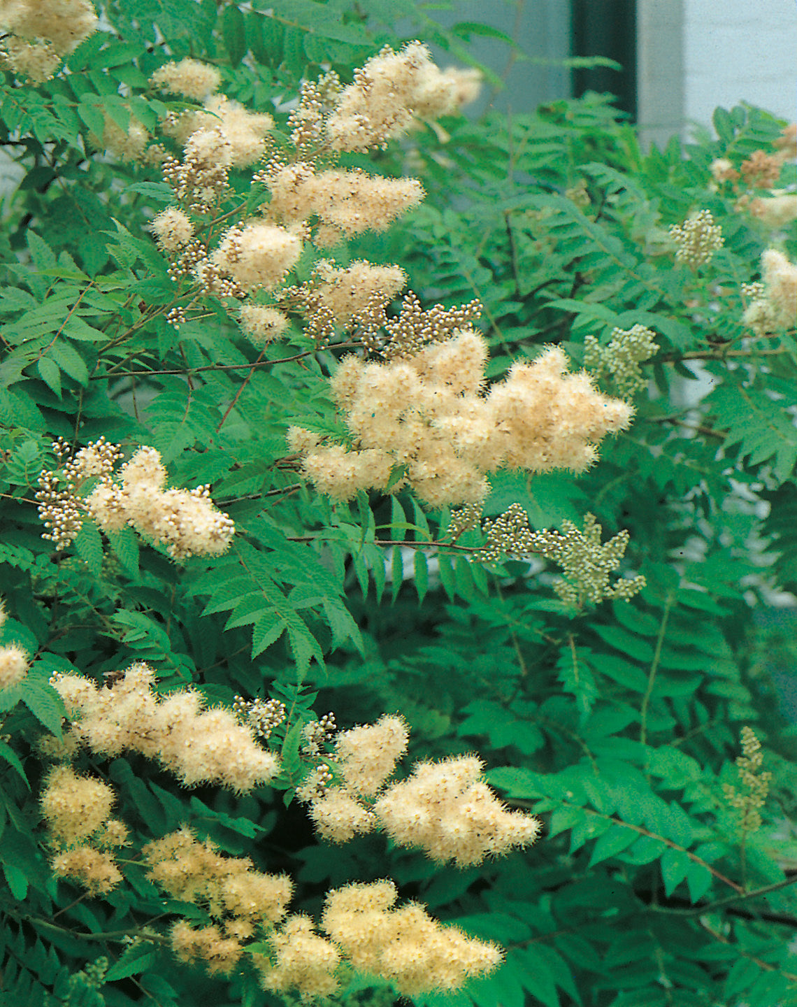Sorbaria sorbifolia 'Pia' E, 1-pack