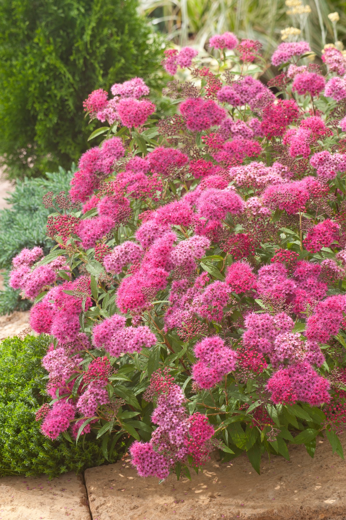 Spiraea japonica 'Anthony Waterer', 1-pack