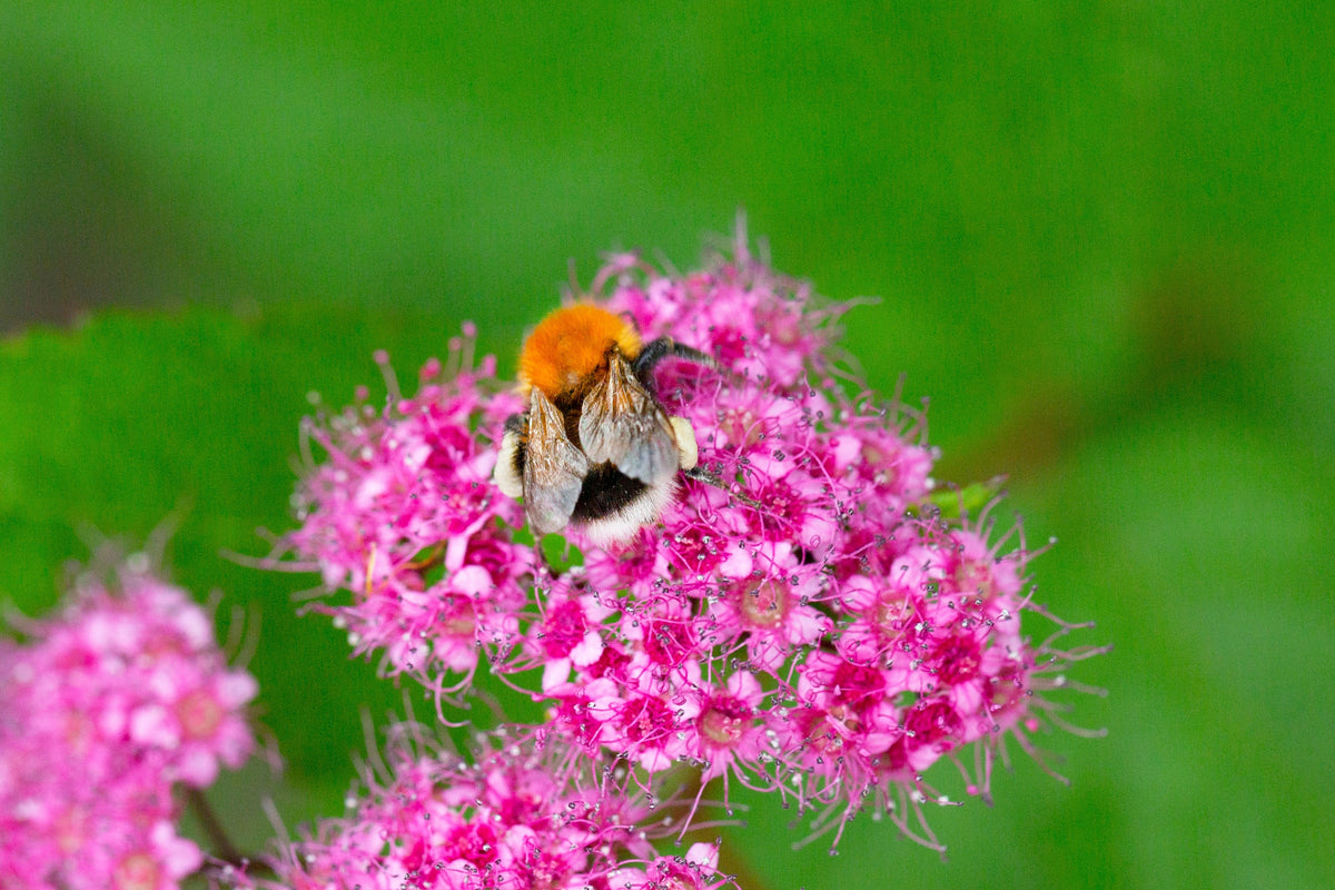 Spiraea japonica 'Anthony Waterer', 10-pack