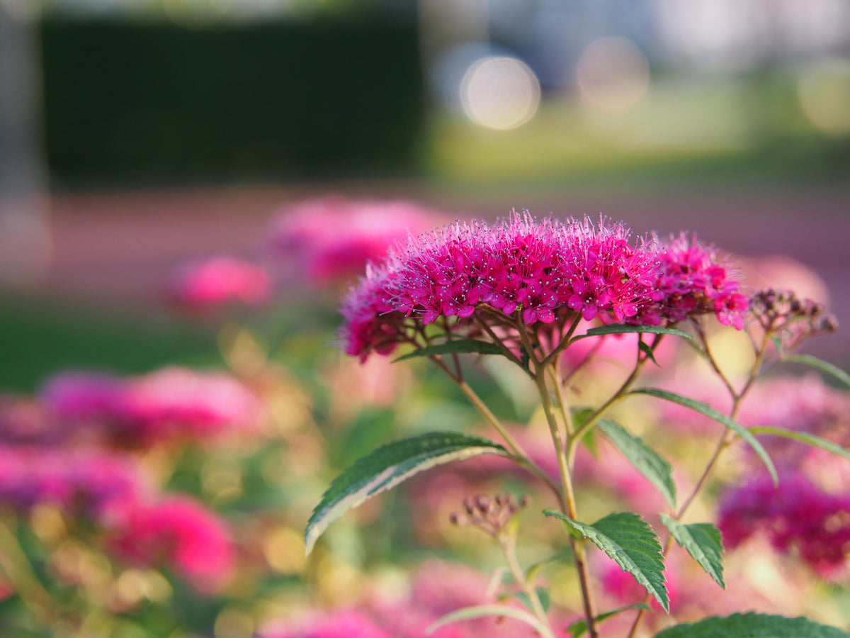 Spiraea japonica 'Anthony Waterer', 10-pack